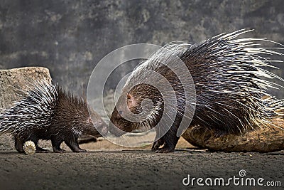 Mother and baby hedgehog Hystrix brachyura. Stock Photo