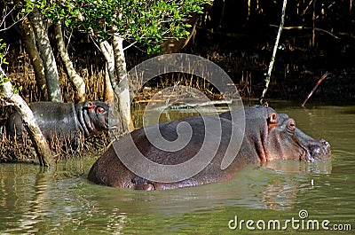 Mother and Baby Hippo Stock Photo