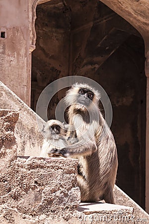 Mother and Baby Indian Gray langurs or Hanuman langurs Monkey (Semnopithecus entellus) Stock Photo