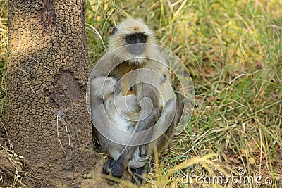 Mother and Baby Indian Langur Stock Photo