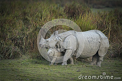 Mother and baby Indian Rhinoceros at kazhiranga National park, Assam Stock Photo