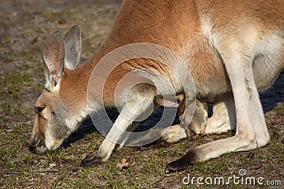 Mother and baby kangaroo Stock Photo