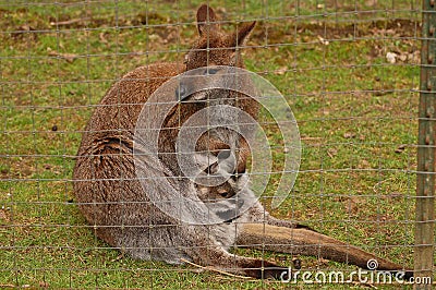 Mother and baby kangaroo Stock Photo