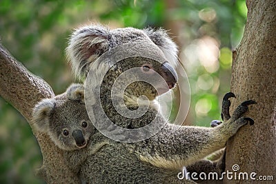 Mother and baby koala. Stock Photo