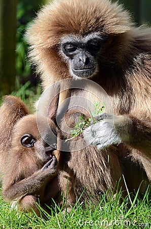 Mother and Baby Lar Gibbon eating. Stock Photo