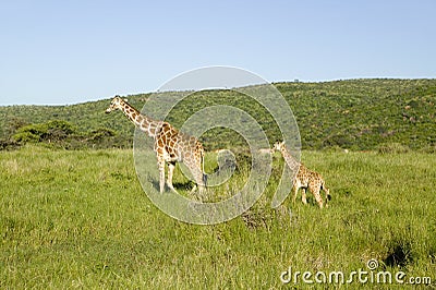 Mother and baby Masai Giraffe in green grass of Lewa Wildlife Conservancy, North Kenya, Africa Stock Photo