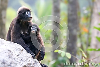 Mother and baby monkey or dusky langur was watching the forest Stock Photo