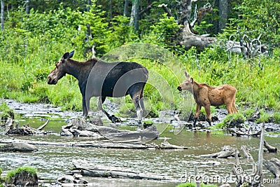 Mother and baby moose Stock Photo