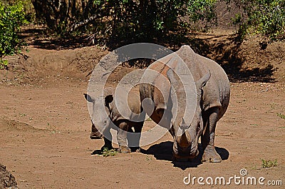 Mother and baby rhino Stock Photo