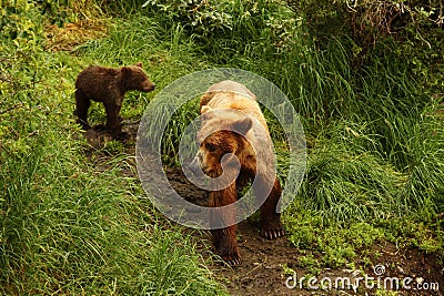 Mother bear and cub Stock Photo