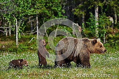 Mother bear and cubs Stock Photo