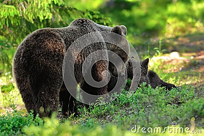 Mother bear with cubs. Momma bear with cubs. Stock Photo