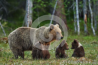 Mother bear and cubs Stock Photo