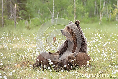 Mother bear and her three cubs in the middle of the cotton grass Stock Photo