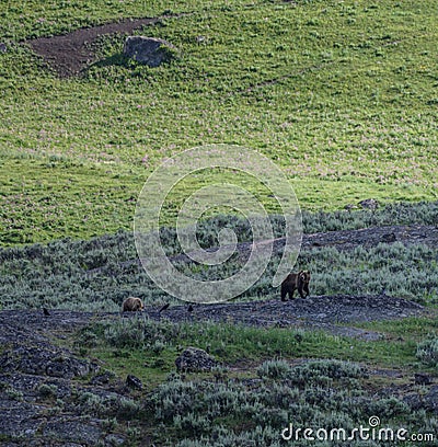 Mother Bear Looks Back Atop Rocks Stock Photo