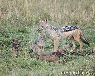 Mother black-backed jackal standing with three cubs Stock Photo