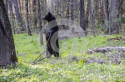 A Black Bear stands on her back legs to look around. Stock Photo