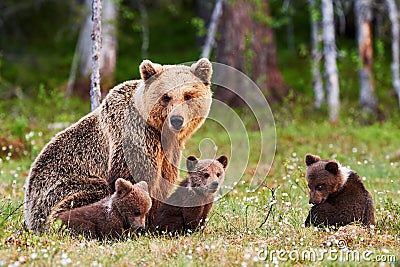 Mother brown bear and her cubs Stock Photo