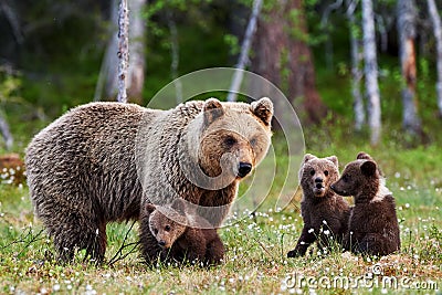 Mother brown bear and her cubs Stock Photo