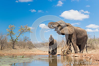 Mother and calf African elephant quenching their thirst at a waterhol. Stock Photo