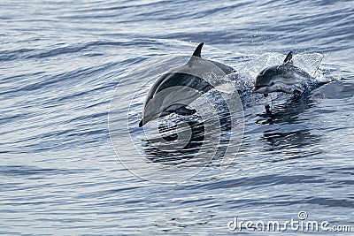 Mother and calf baby striped Dolphins while jumping in the deep blue sea Stock Photo