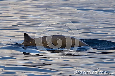 Mother and calf Rare Goose Beaked whale dolphin Ziphius cavirostris Stock Photo