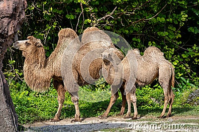 Mother and Calve Camel wildlife photography Stock Photo