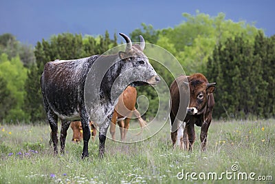 Mother and calves Texas Longhorns Stock Photo