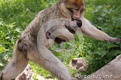 Mother care - barbary macaque Stock Photo