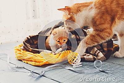 The mother cat comes to kitten Stock Photo