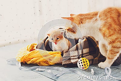 The mother cat comes to kitten Stock Photo