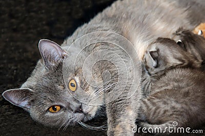 Mother cat feed newborn kittens. Stock Photo