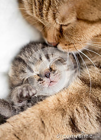 Mother cat hugging kitten Stock Photo