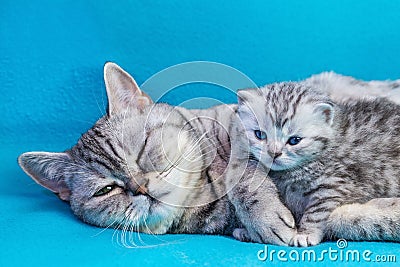 Mother cat lying with kitten on blue garments Stock Photo