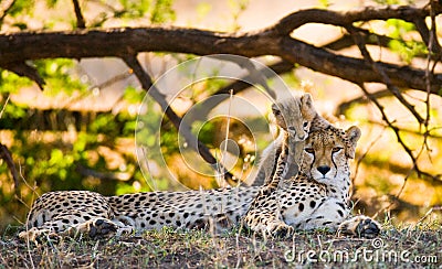 Mother cheetah and her cub in the savannah. Kenya. Tanzania. Africa. National Park. Serengeti. Maasai Mara. Cartoon Illustration