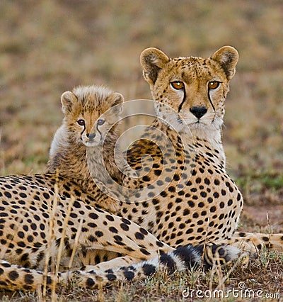 Mother cheetah and her cub in the savannah. Kenya. Tanzania. Africa. National Park. Serengeti. Maasai Mara. Cartoon Illustration