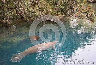 Mother and child Manatee Stock Photo