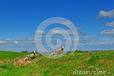 Mother and Child,Sheep and Lamb Stock Photo