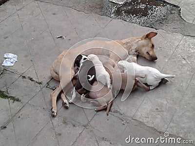 Mother and childs. Stock Photo