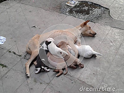 Mother and childs. Stock Photo