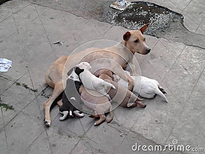 Mother and childs. Stock Photo