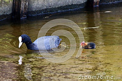 mother coot swims with her newborn, hairy young and with a red head in shallow water of the Veluwemeer near Nunspeet Stock Photo