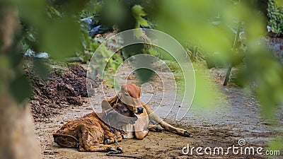 A mother cow and a calf resting together in village for eid-al-adha or bakrid. The love and bonding of mother and baby is shown as Stock Photo