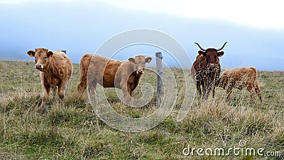 Mother cow with her calf Stock Photo