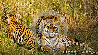 Mother and cub wild Bengal tiger in the grass. India. Bandhavgarh National Park. Madhya Pradesh. Stock Photo