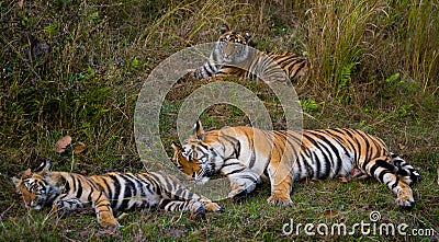 Mother and cub wild Bengal tiger in the grass. India. Bandhavgarh National Park. Madhya Pradesh. Stock Photo