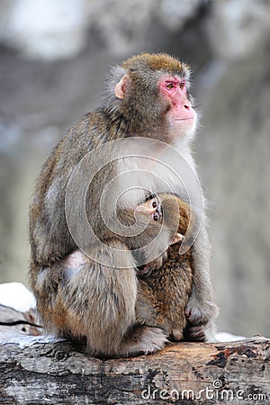 Mother and cub, winter. Japanese macaques. Group p Stock Photo