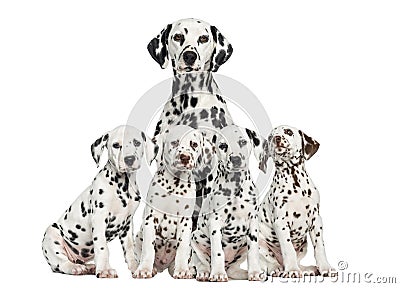 Mother Dalmatian sitting behind her puppies Stock Photo