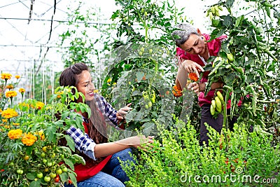 Mother with daughter in garden with tomatoes seedlings Stock Photo