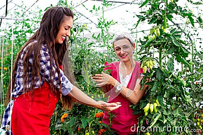 Mother with daughter in garden with tomatoes seedlings Stock Photo